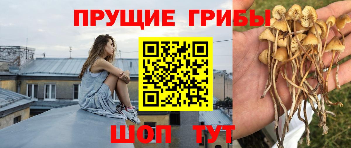 как найти закладки  Вход с VPN  Калининград  Псилоцибиновые грибы мухоморы 